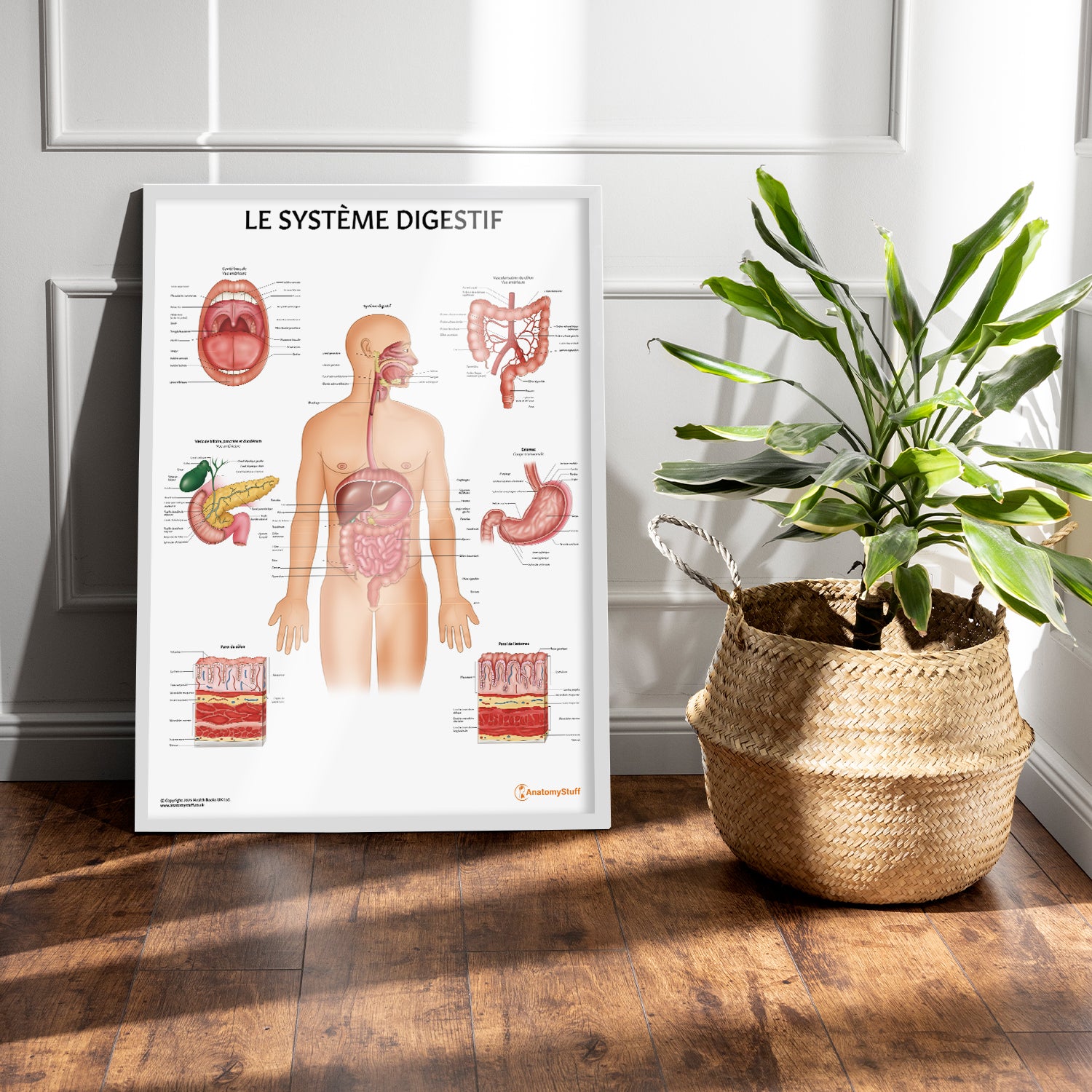 Le Système Digestif Chart / Poster - French
