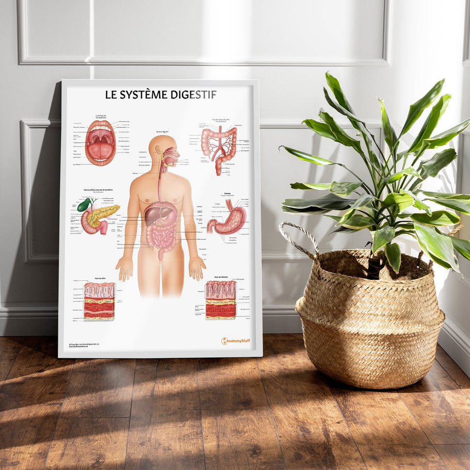 Le Système Digestif Chart / Poster - French