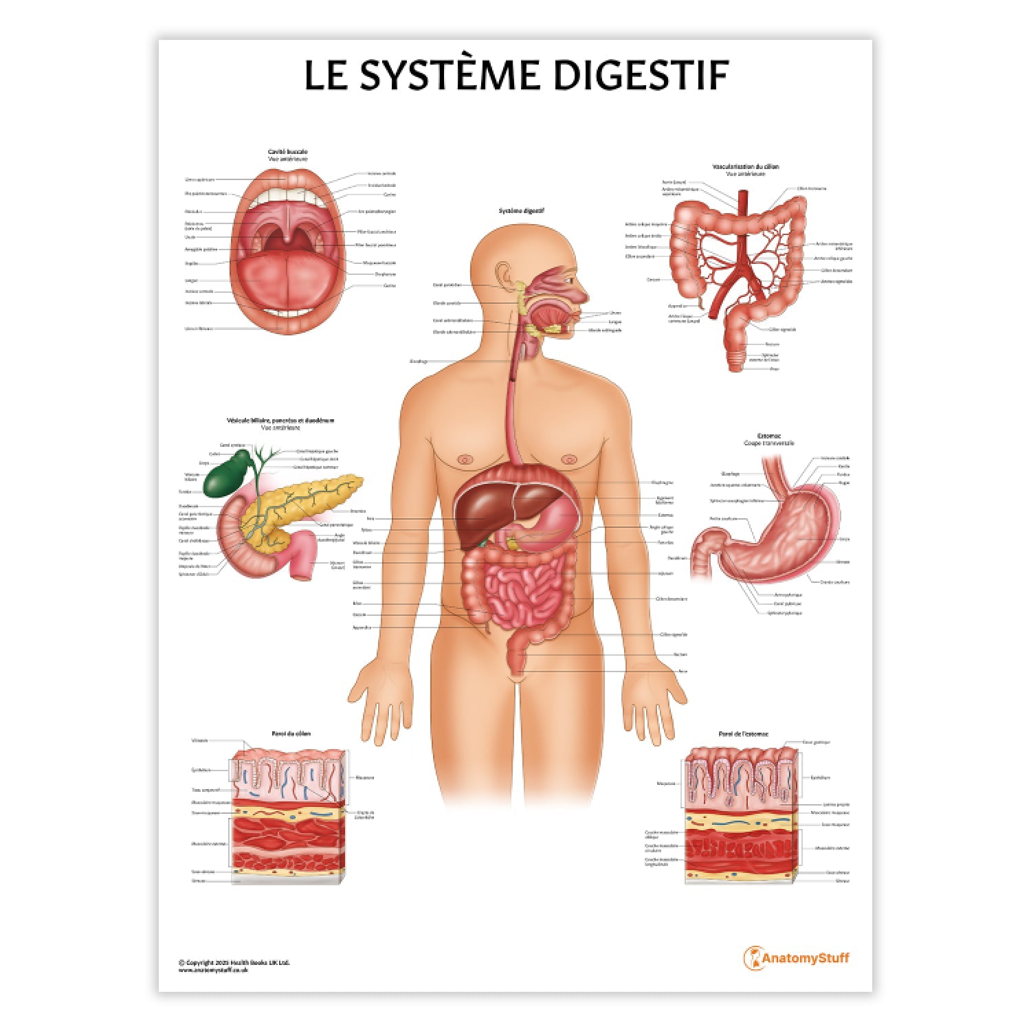 Le Système Digestif Chart / Poster - French