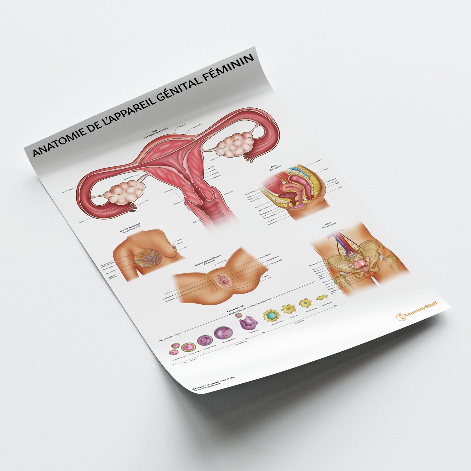 Anatomie de L’appareil Génital Féminin Chart / Poster - French