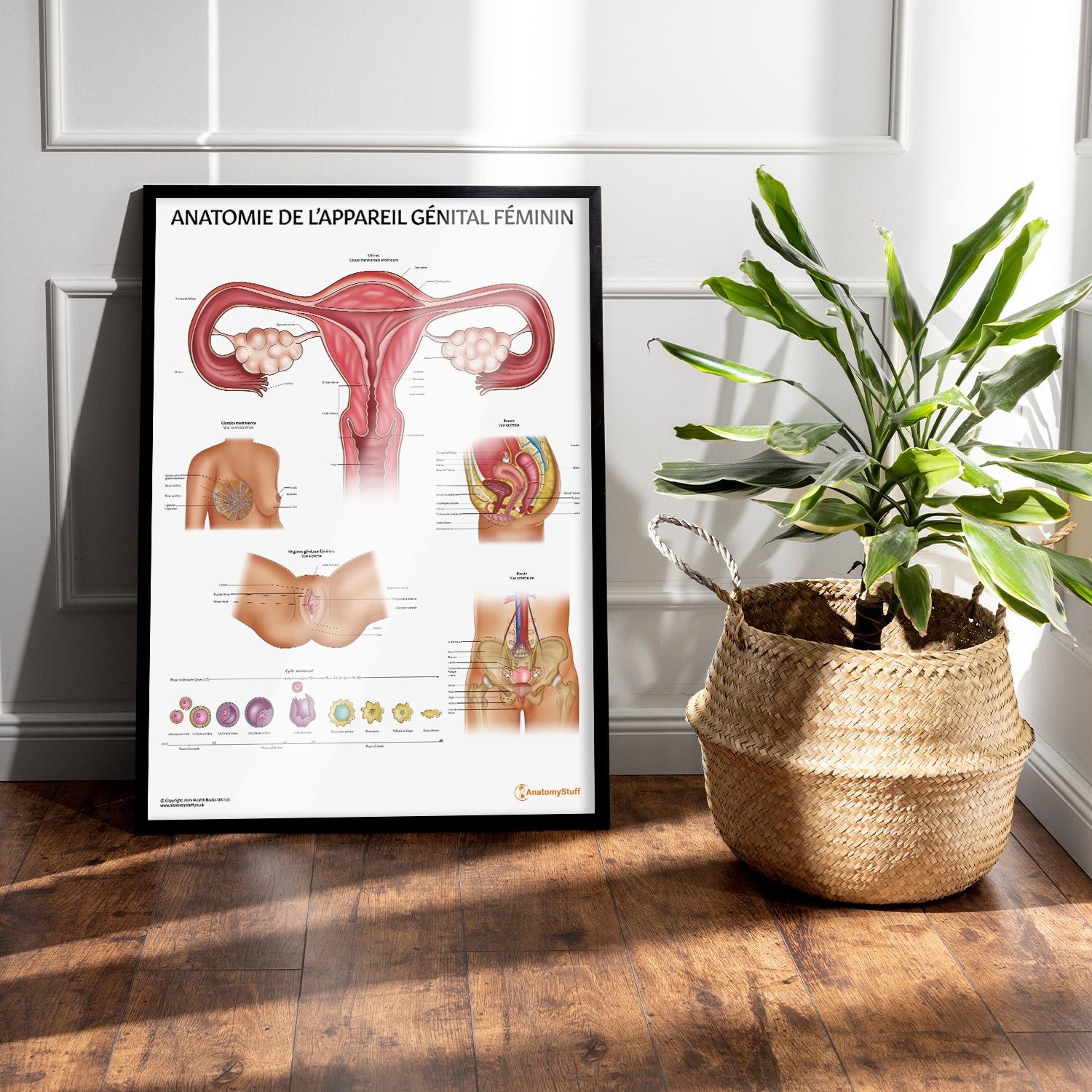 Anatomie de L’appareil Génital Féminin Chart / Poster - French