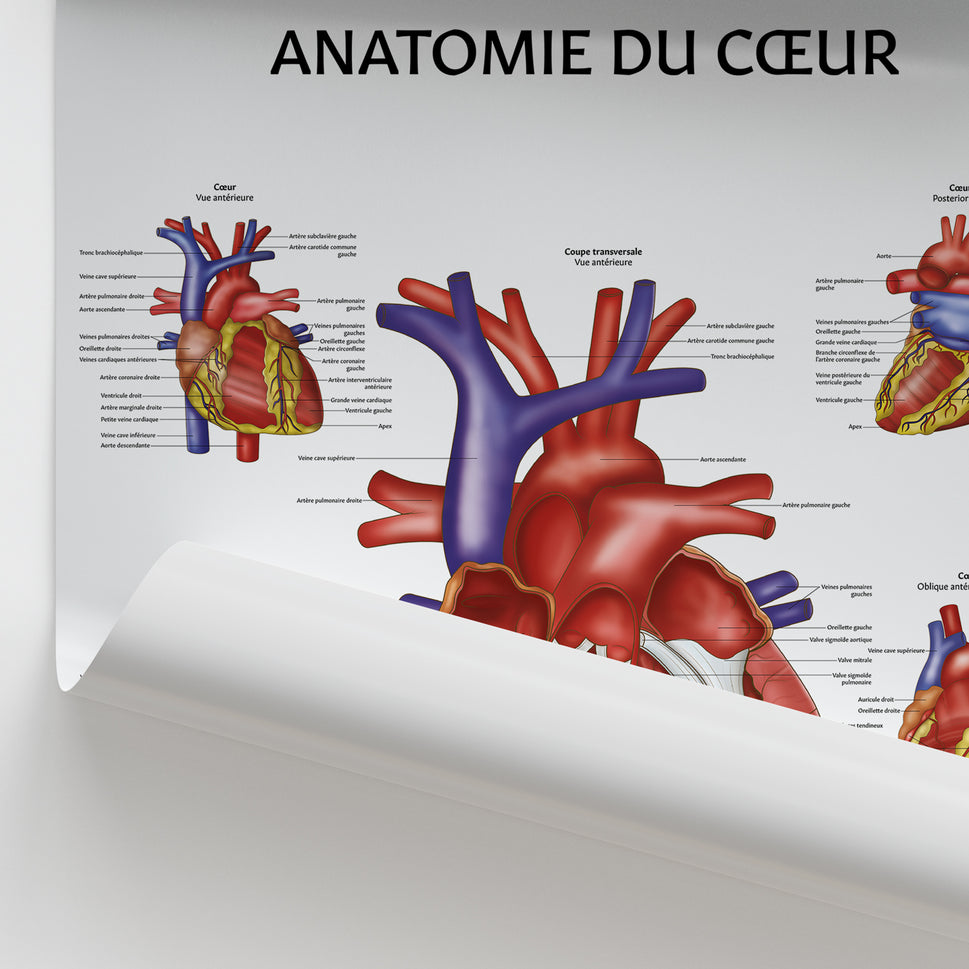 Anatomie du Cœur Chart / Poster - French