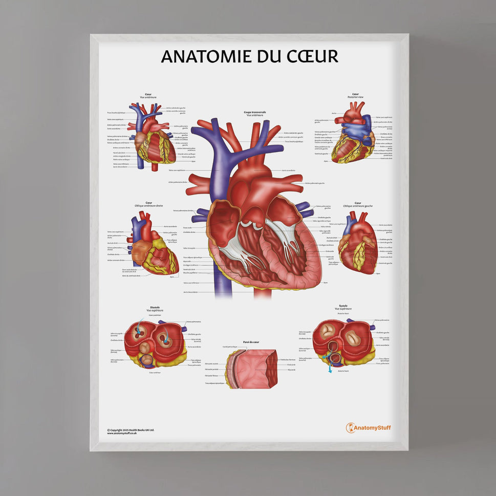 Anatomie du Cœur Chart / Poster - French