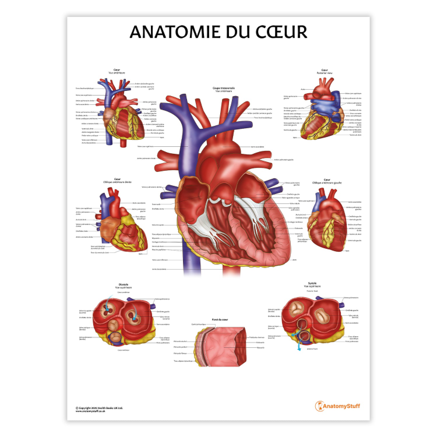 Anatomie du Cœur Chart / Poster - French