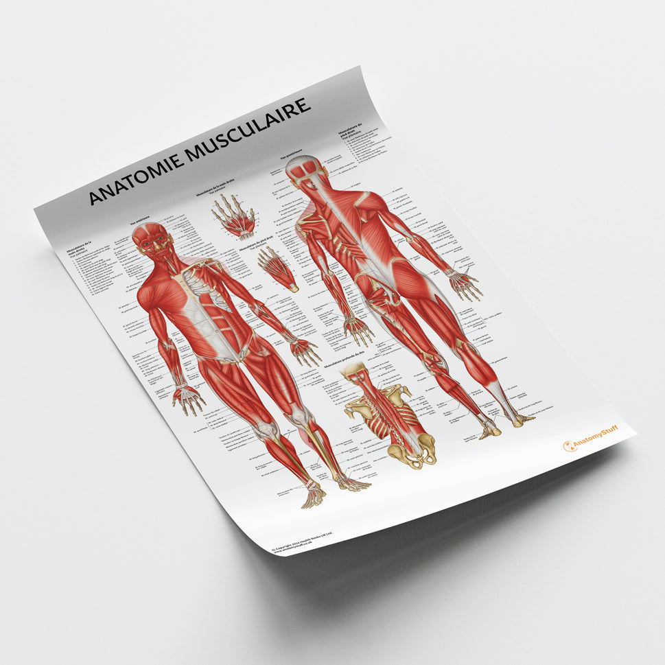 Anatomie Musculaire Chart / Poster - French