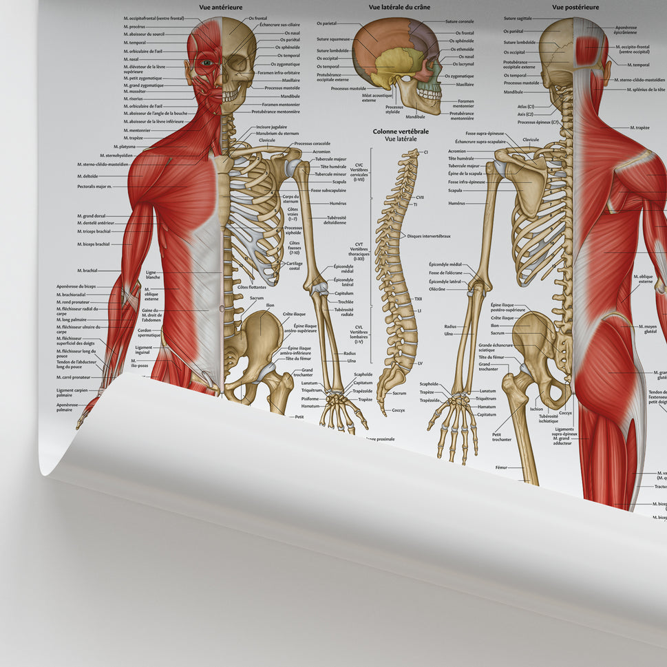 Anatomie Musculosquelettique Chart / Poster - French