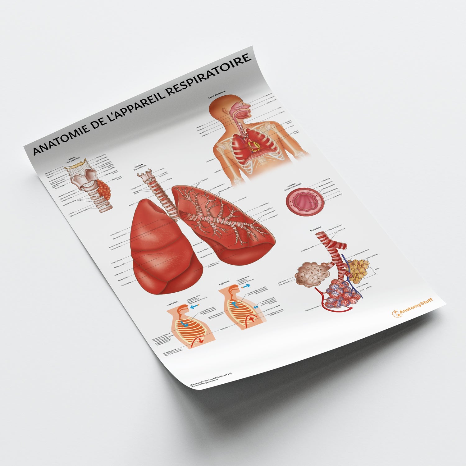 Anatomie de l'Appareil Respiratoire Chart / Poster - French