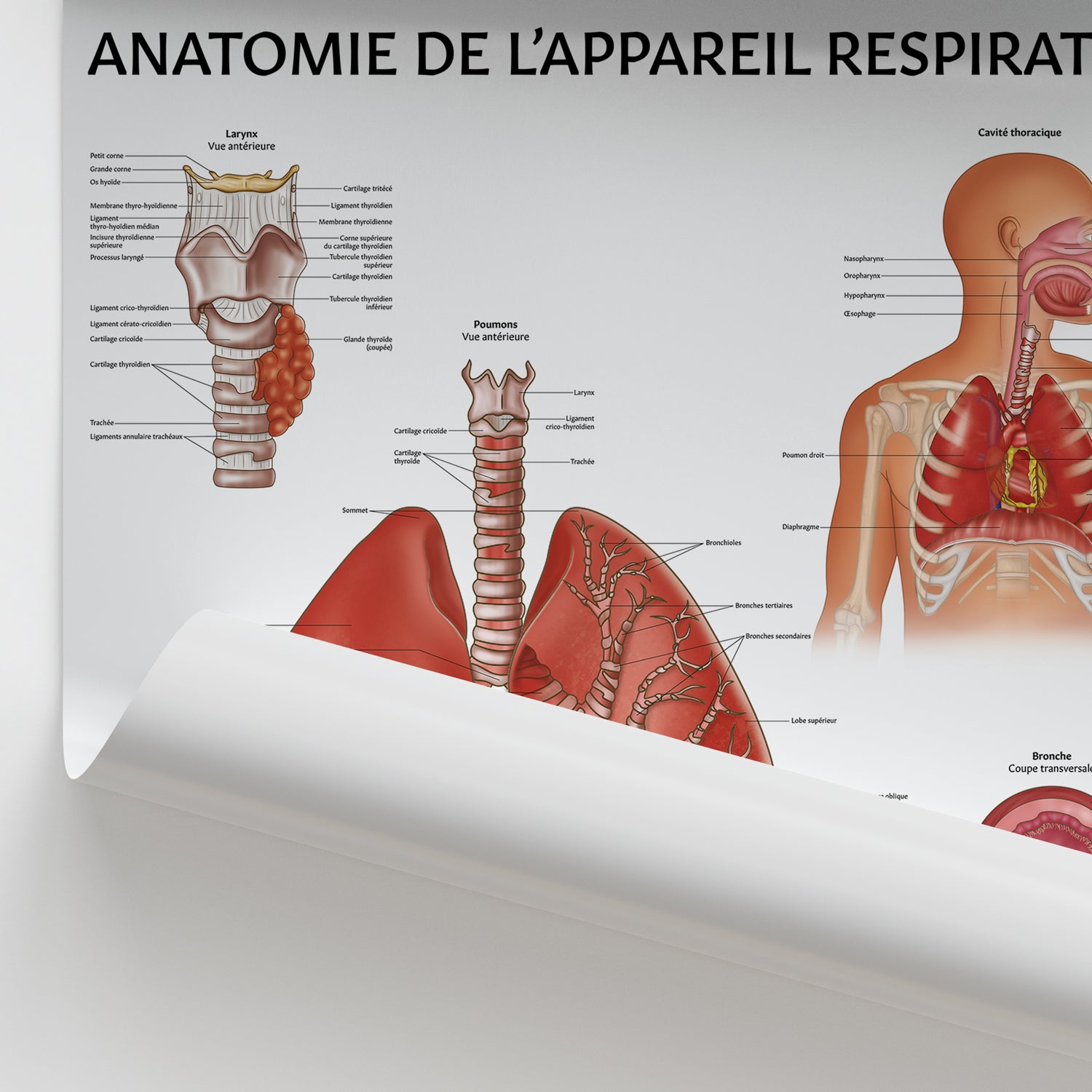 Anatomie de l'Appareil Respiratoire Chart / Poster - French