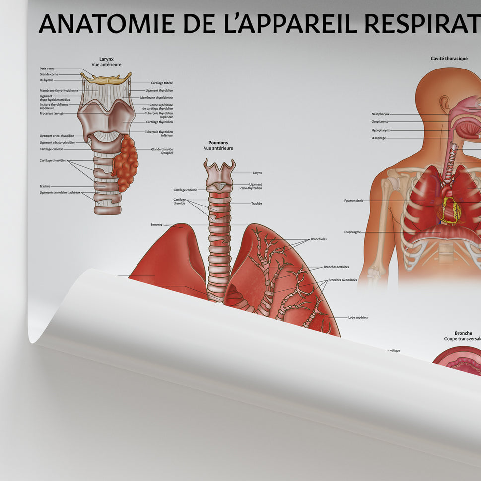 Anatomie de l'Appareil Respiratoire Chart / Poster - French