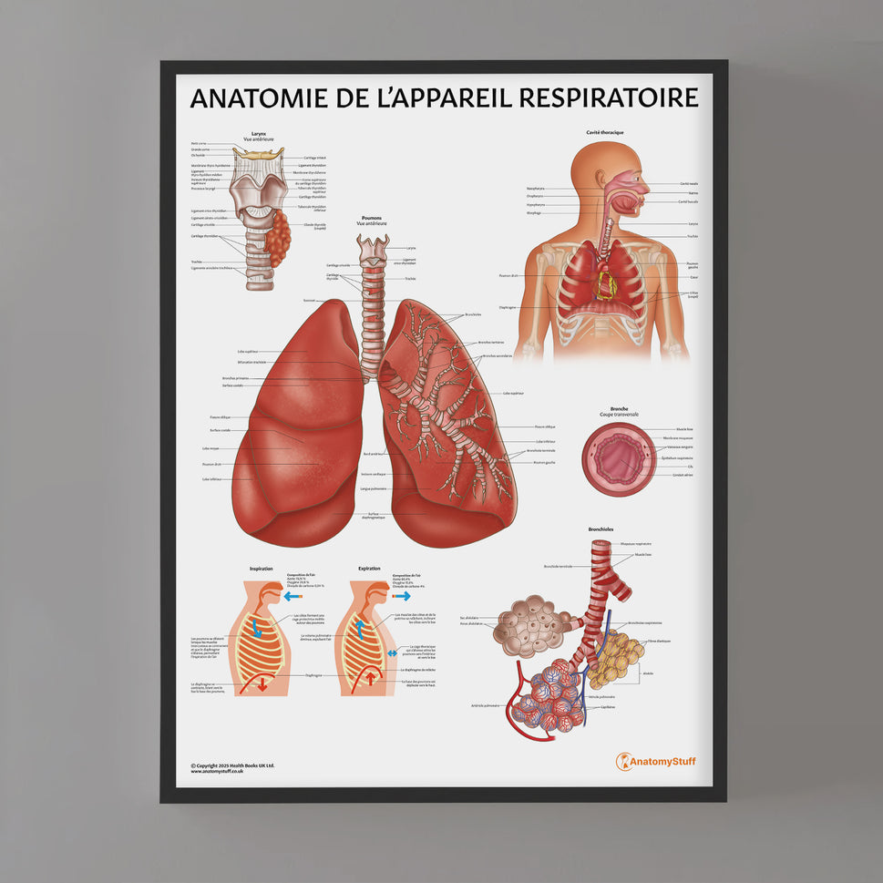Anatomie de l'Appareil Respiratoire Chart / Poster - French