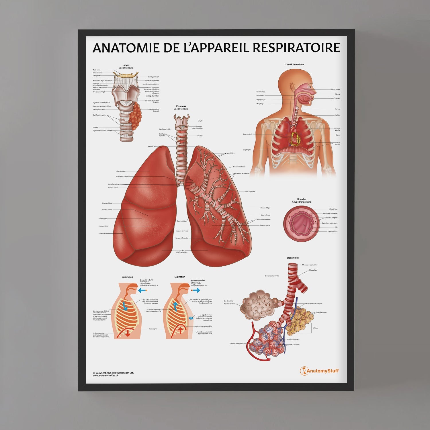 Anatomie de l'Appareil Respiratoire Chart / Poster - French