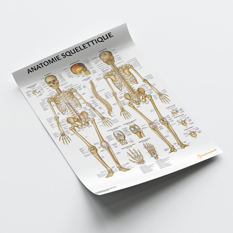 Anatomie Squelettique Chart / Poster - French