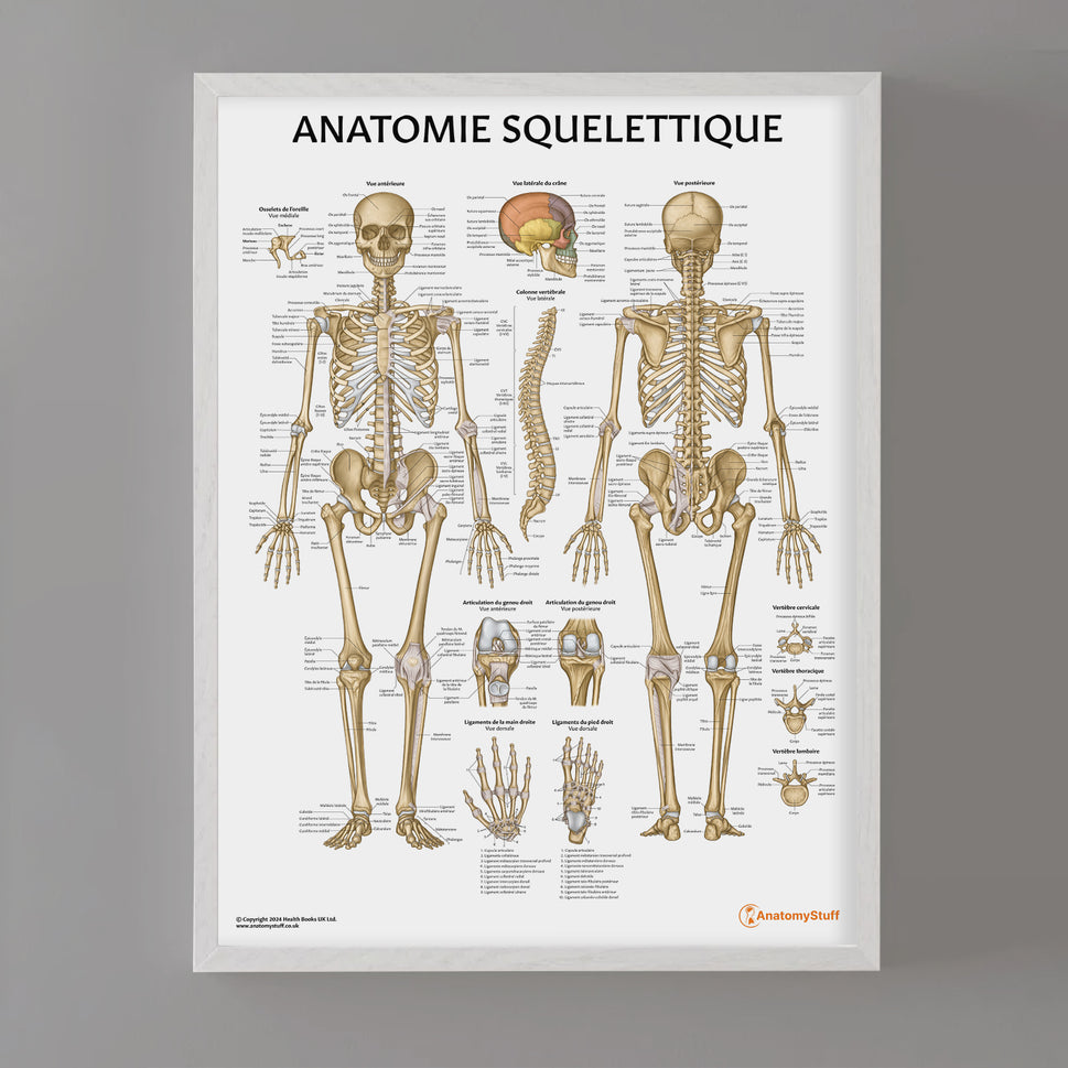 Anatomie Squelettique Chart / Poster - French