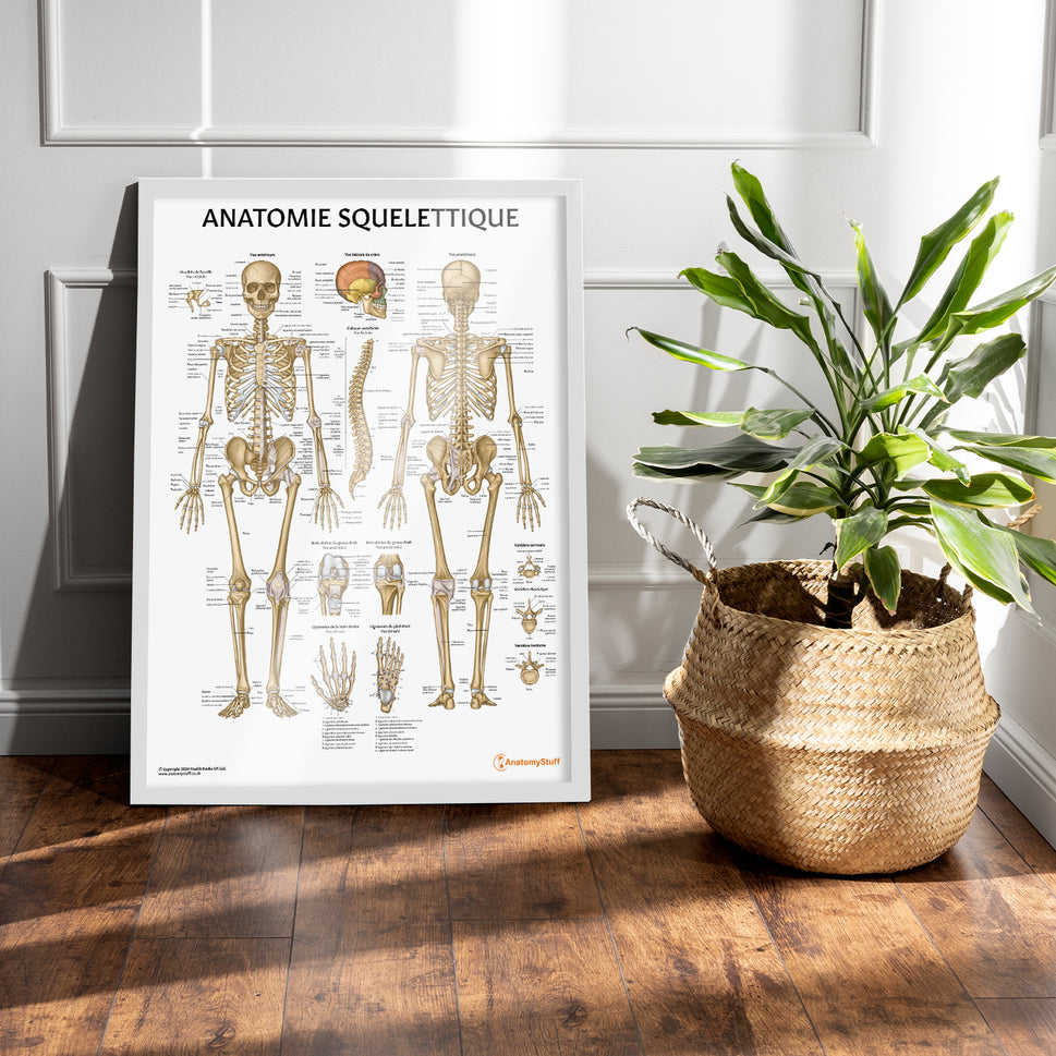 Anatomie Squelettique Chart / Poster - French