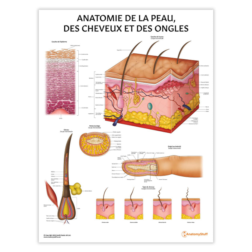 Anatomie de la Peau, des Cheveux et des Ongles Chart / Poster - French