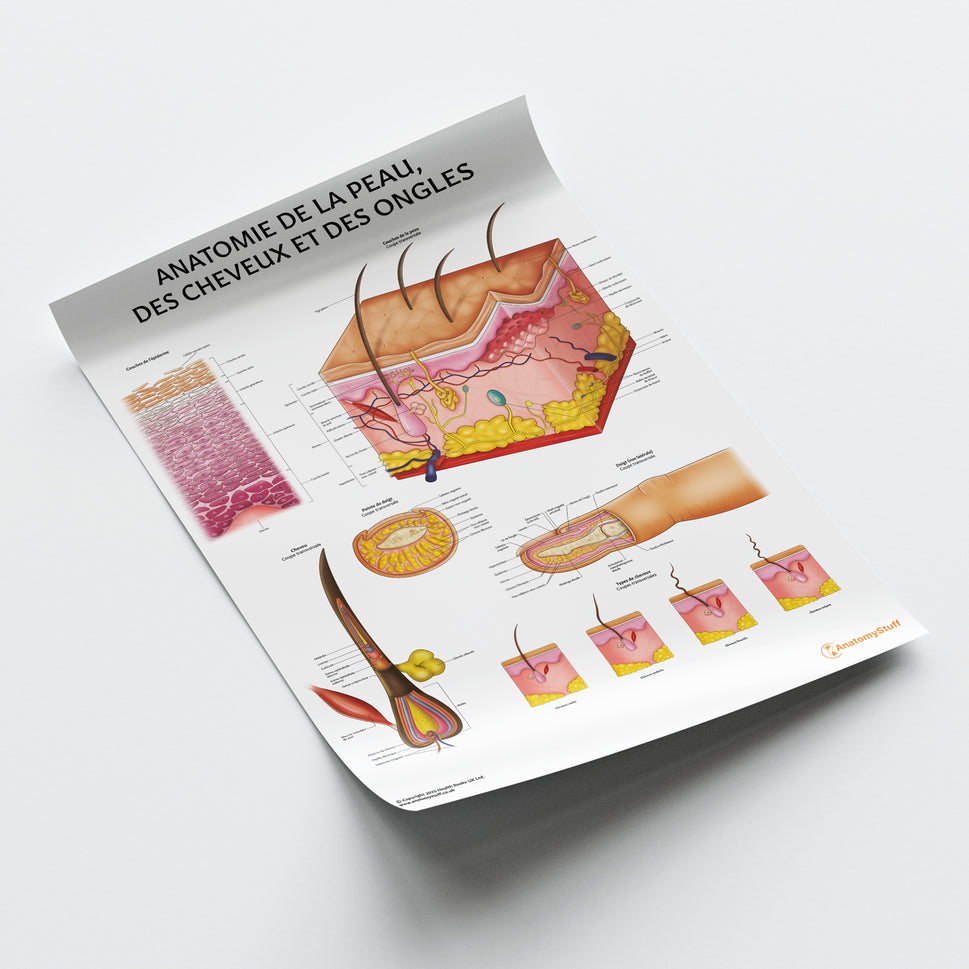Anatomie de la Peau, des Cheveux et des Ongles Chart / Poster - French
