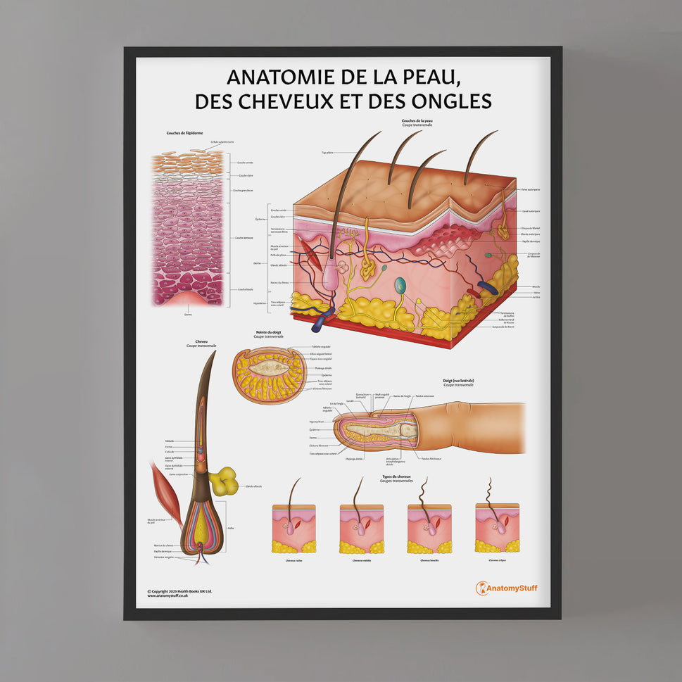 Anatomie de la Peau, des Cheveux et des Ongles Chart / Poster - French