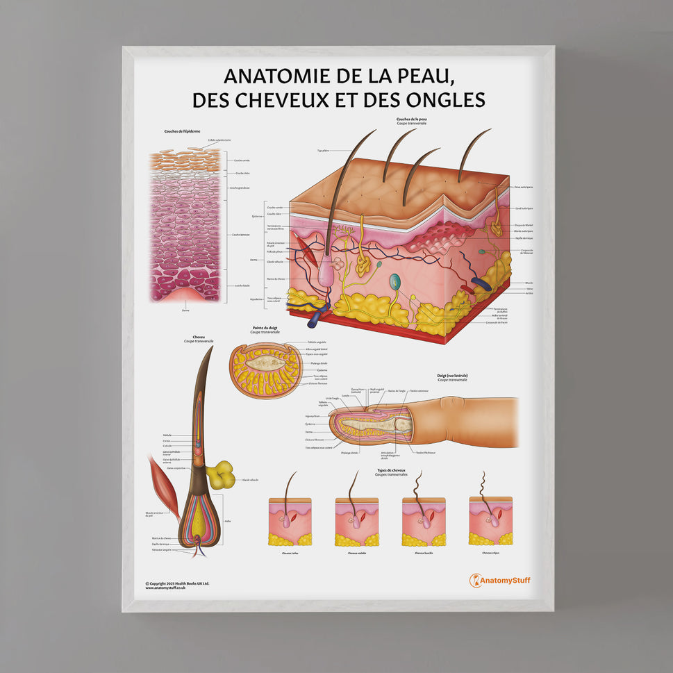 Anatomie de la Peau, des Cheveux et des Ongles Chart / Poster - French