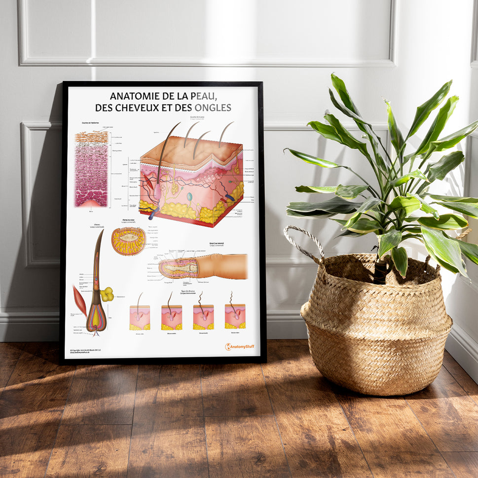 Anatomie de la Peau, des Cheveux et des Ongles Chart / Poster - French