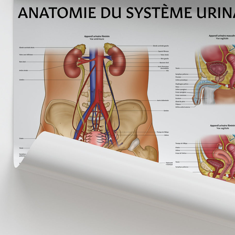 Anatomie de l'Appareil Urinaire Chart / Poster - French