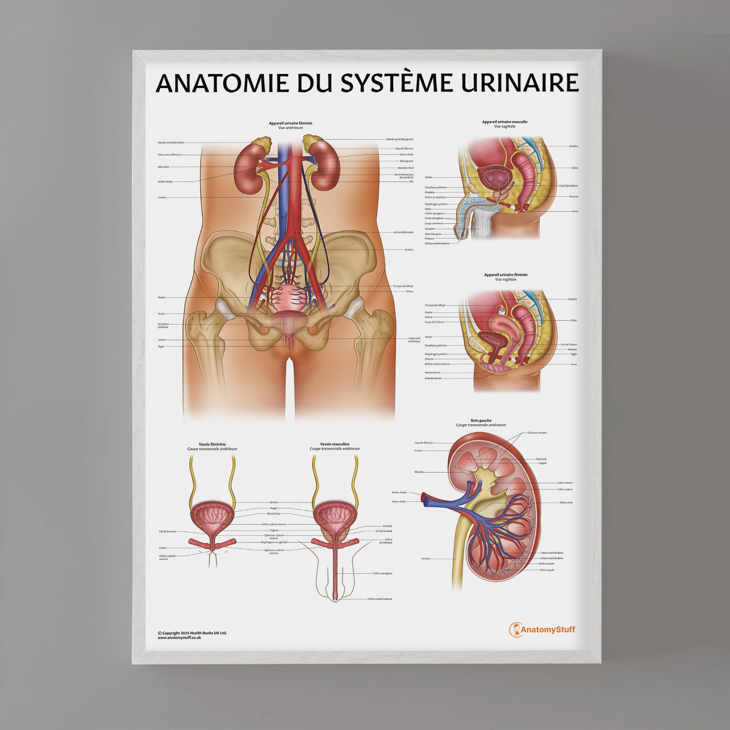 Anatomie de l'Appareil Urinaire Chart / Poster - French