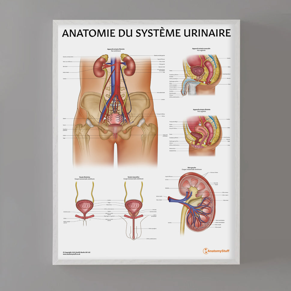 Anatomie de l'Appareil Urinaire Chart / Poster - French