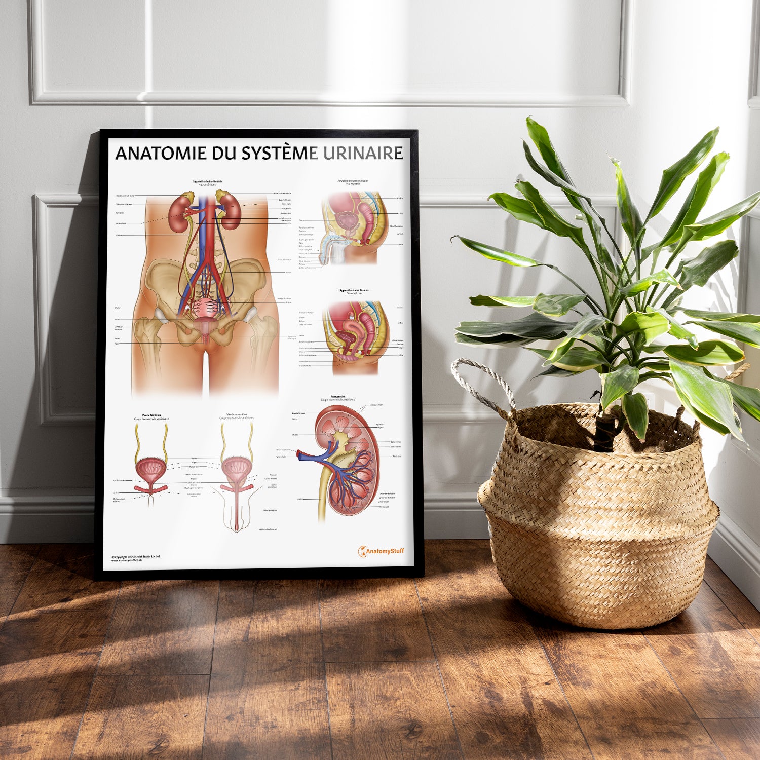 Anatomie de l'Appareil Urinaire Chart / Poster - French