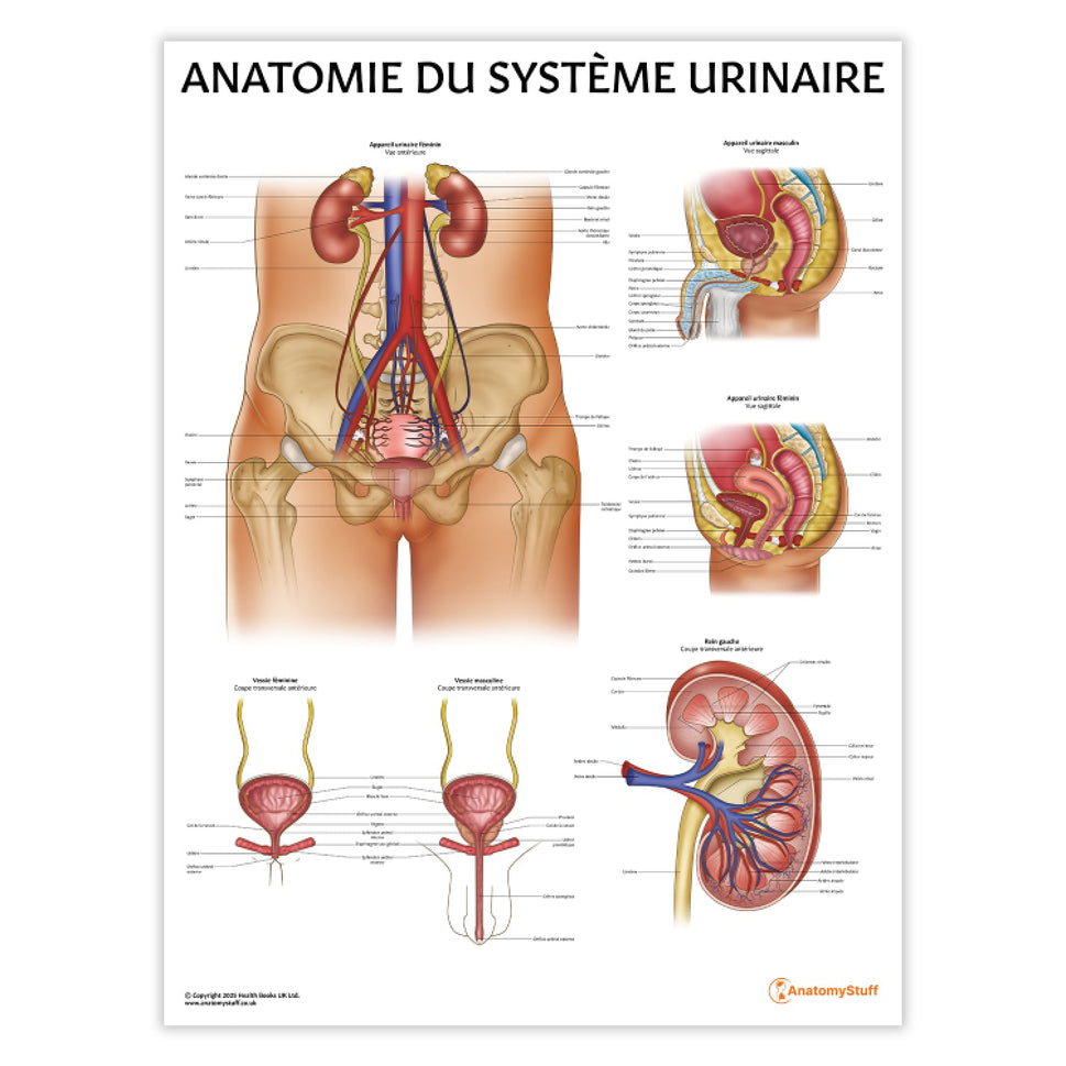 Anatomie de l'Appareil Urinaire Chart / Poster - French