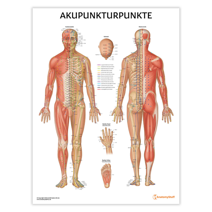 Akupunkturpunkte Chart / Poster - German