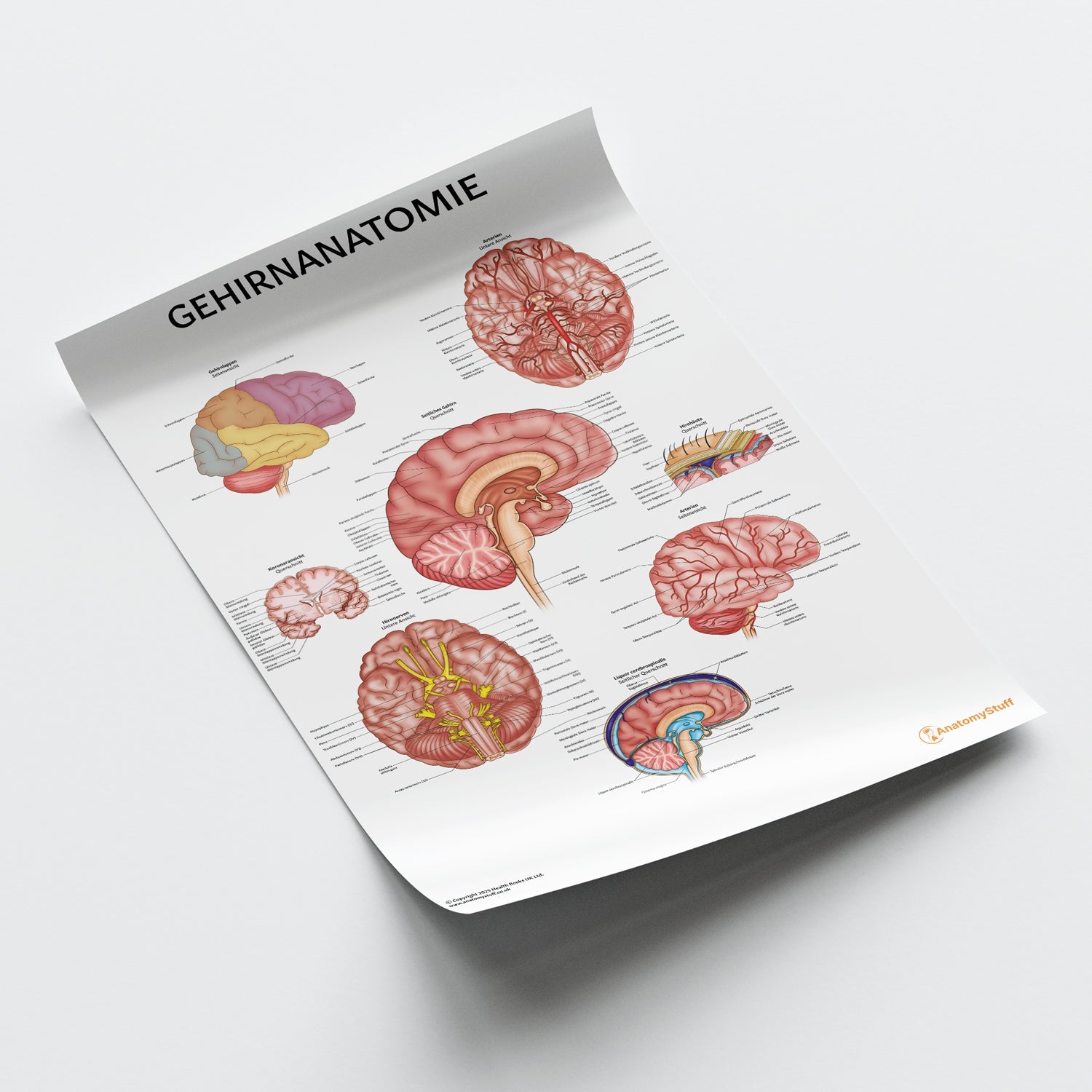 Gehirnanatomie Chart / Poster - German