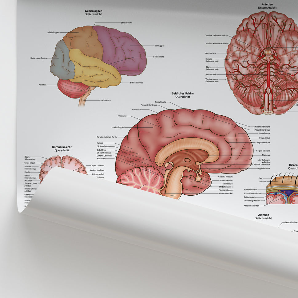 Gehirnanatomie Chart / Poster - German