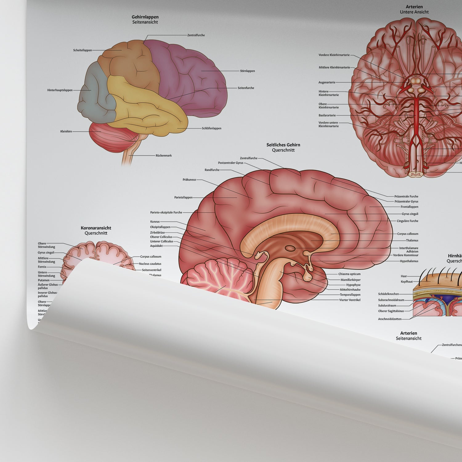 Gehirnanatomie Chart / Poster - German