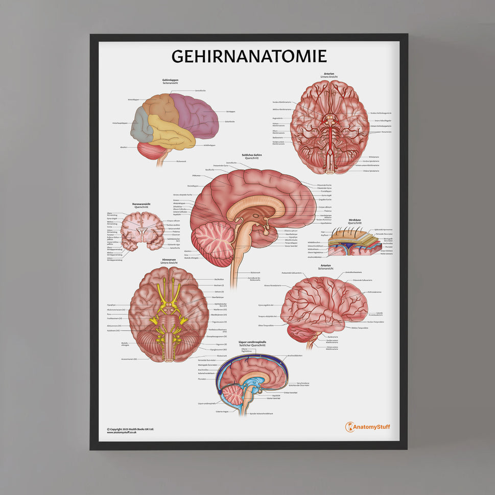 Gehirnanatomie Chart / Poster - German
