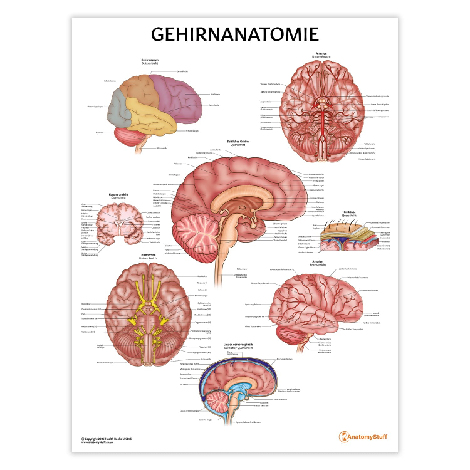 Gehirnanatomie Chart / Poster - German