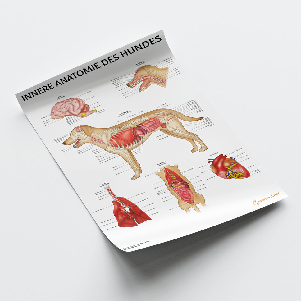 Innere Anatomie des Hundes Chart / Poster - German