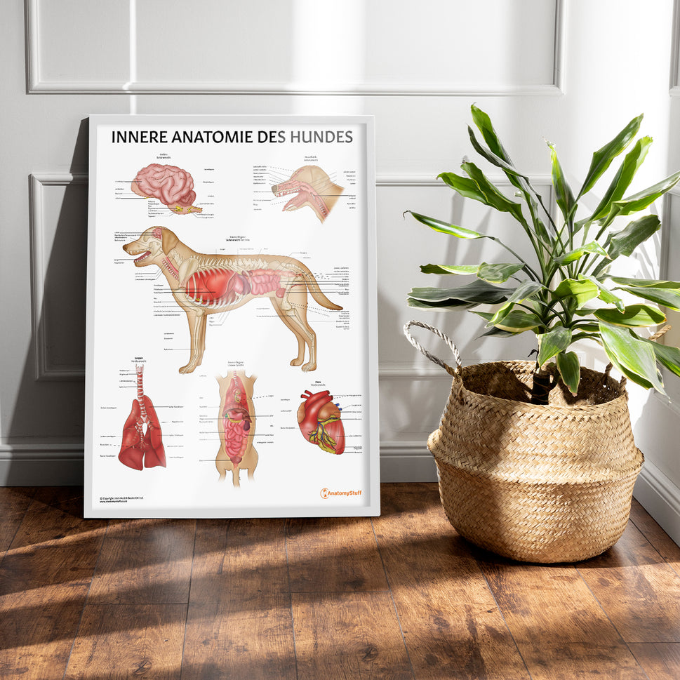 Innere Anatomie des Hundes Chart / Poster - German