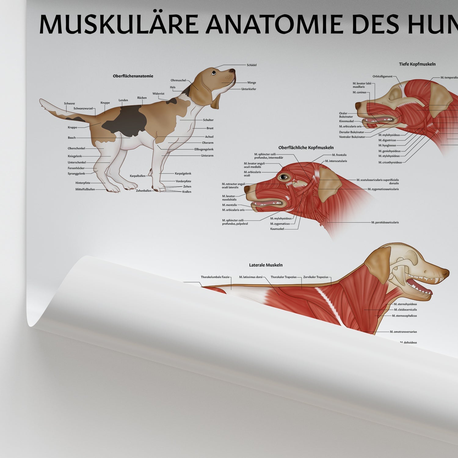Muskuläre Anatomie des Hundes Chart / Poster - German
