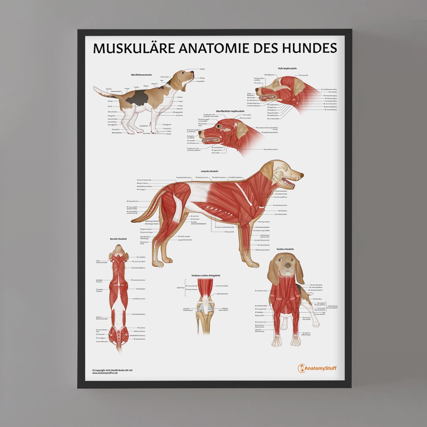 Muskuläre Anatomie des Hundes Chart / Poster - German