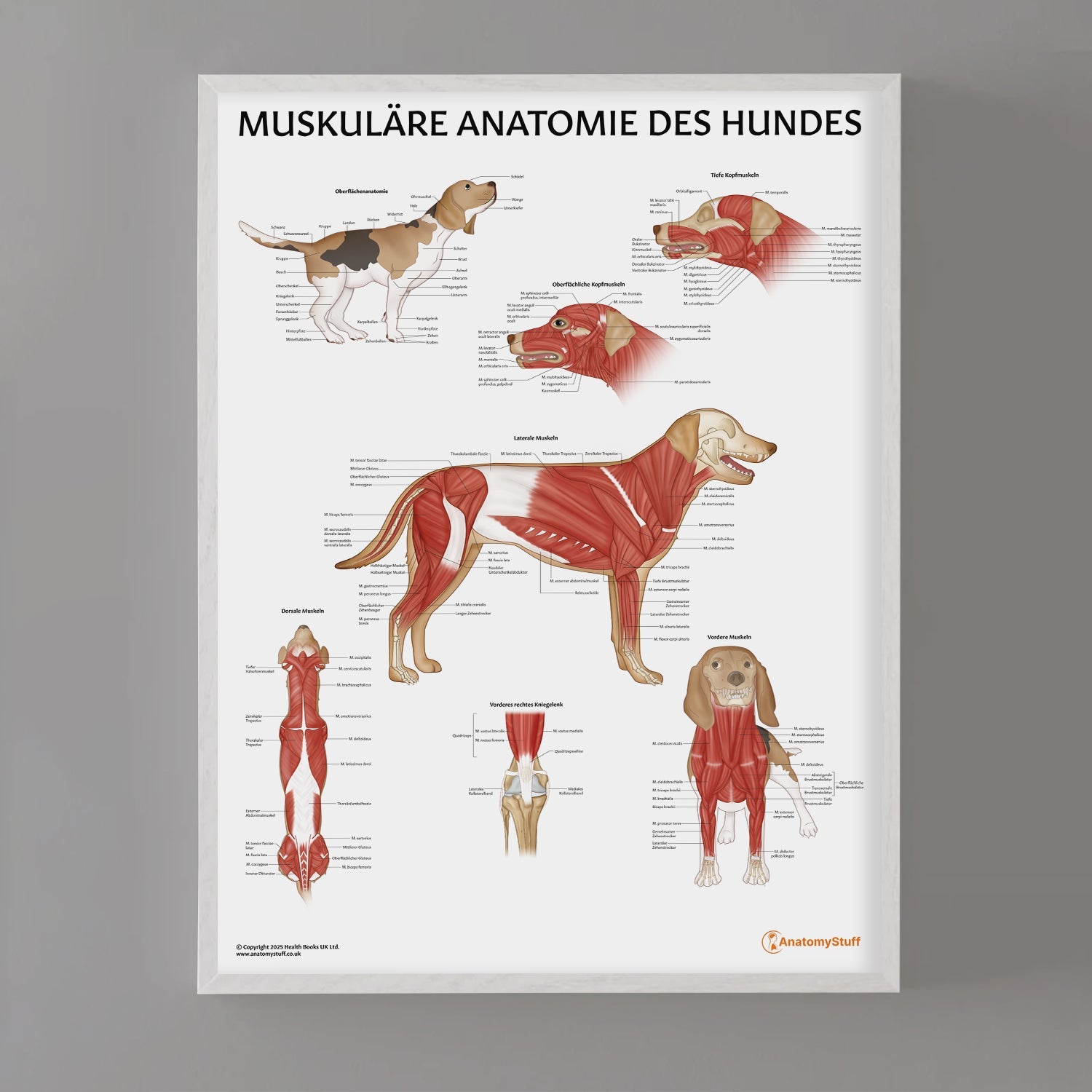 Muskuläre Anatomie des Hundes Chart / Poster - German