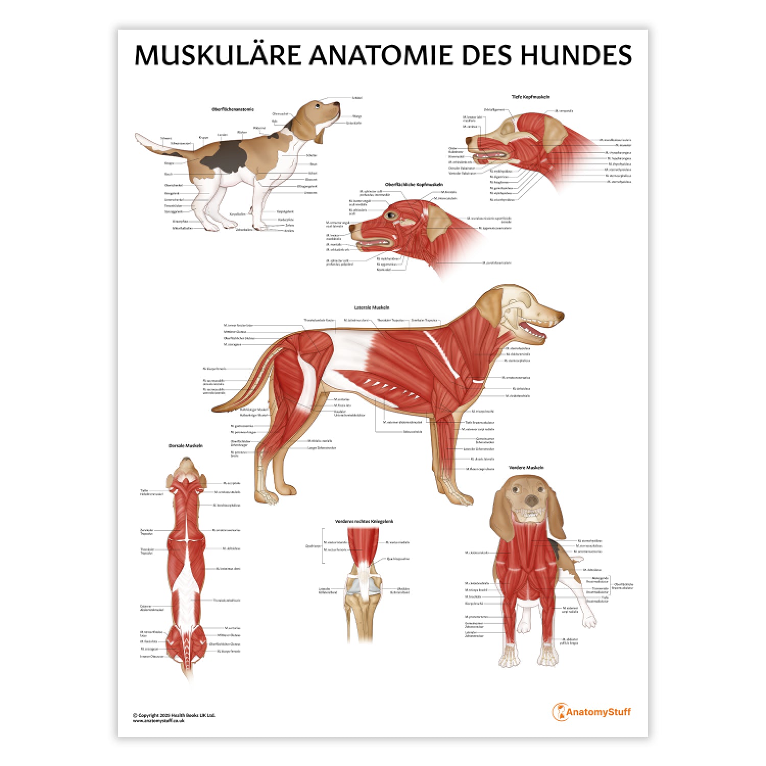 Muskuläre Anatomie des Hundes Chart / Poster - German