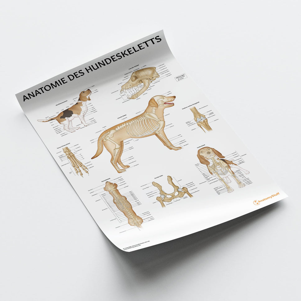 Anatomie des Hundeskeletts Chart / Poster - German