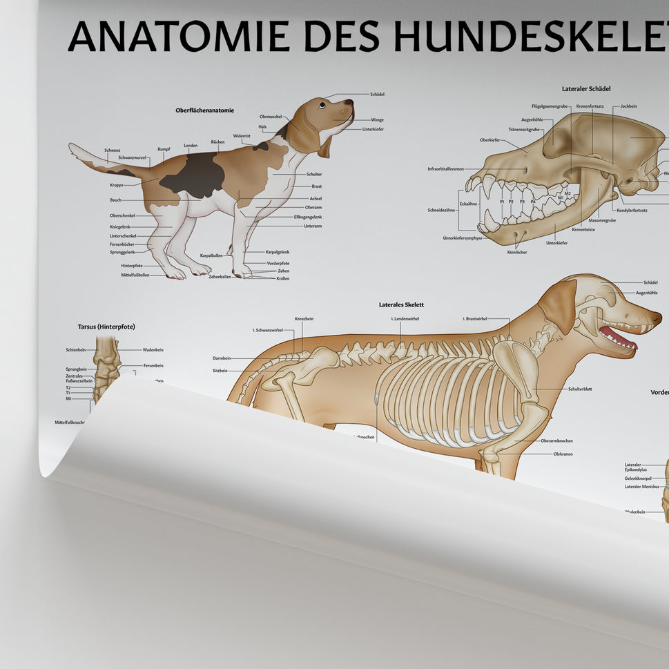 Anatomie des Hundeskeletts Chart / Poster - German
