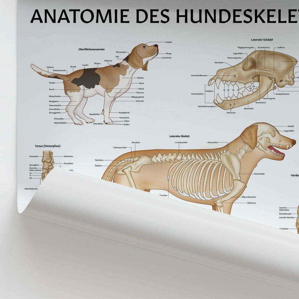 Anatomie des Hundeskeletts Chart / Poster - German