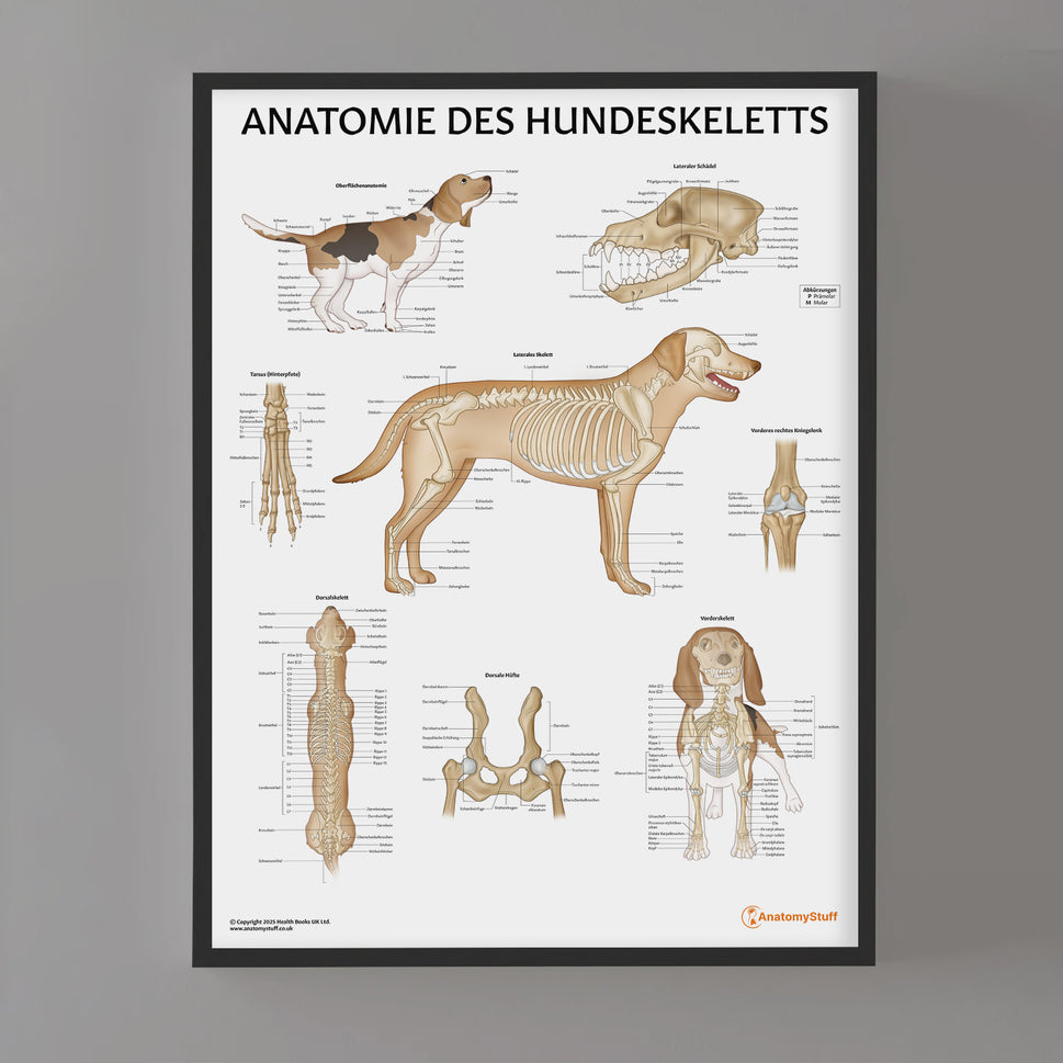 Anatomie des Hundeskeletts Chart / Poster - German