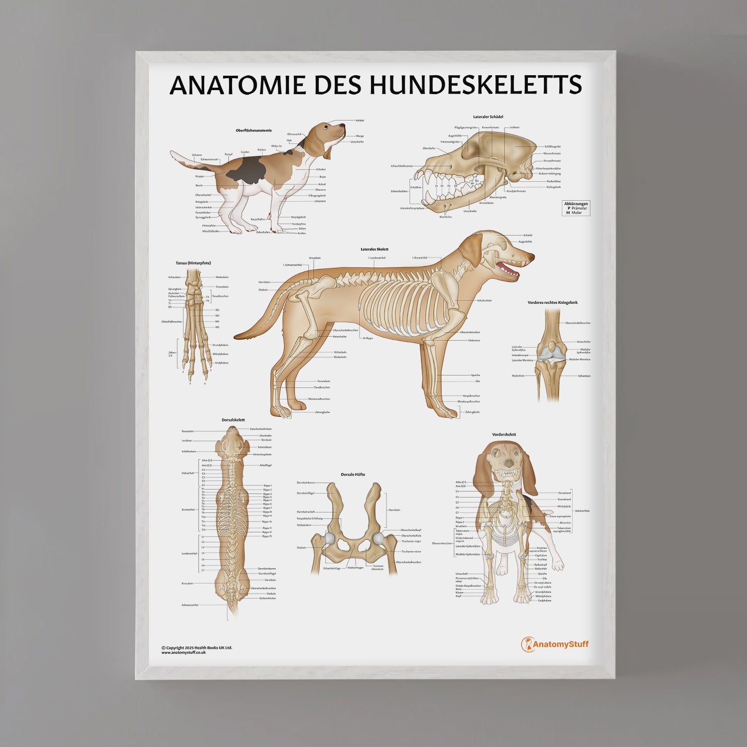 Anatomie des Hundeskeletts Chart / Poster - German