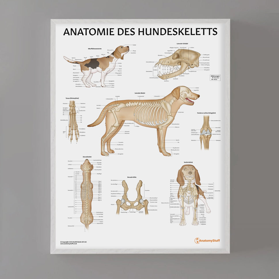 Anatomie des Hundeskeletts Chart / Poster - German