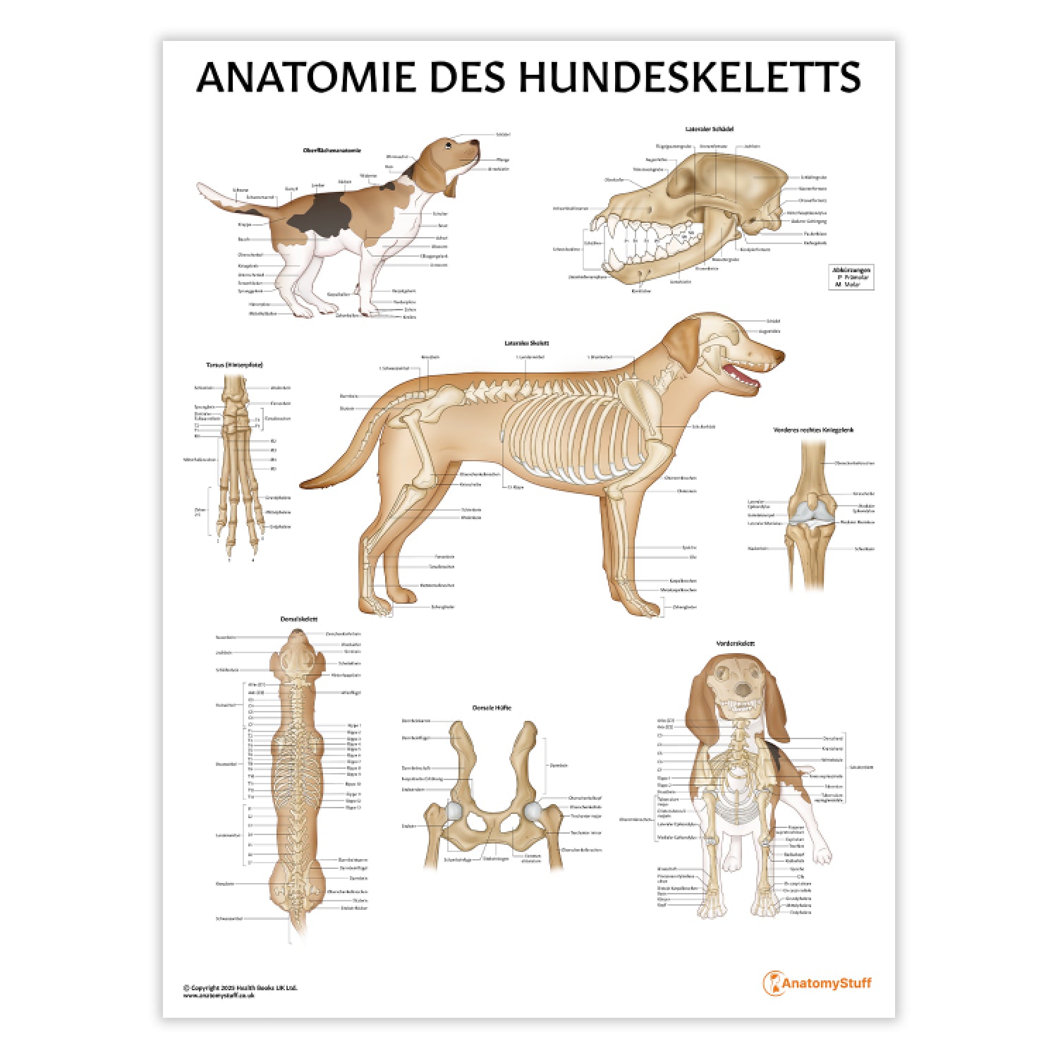 Anatomie des Hundeskeletts Chart / Poster - German