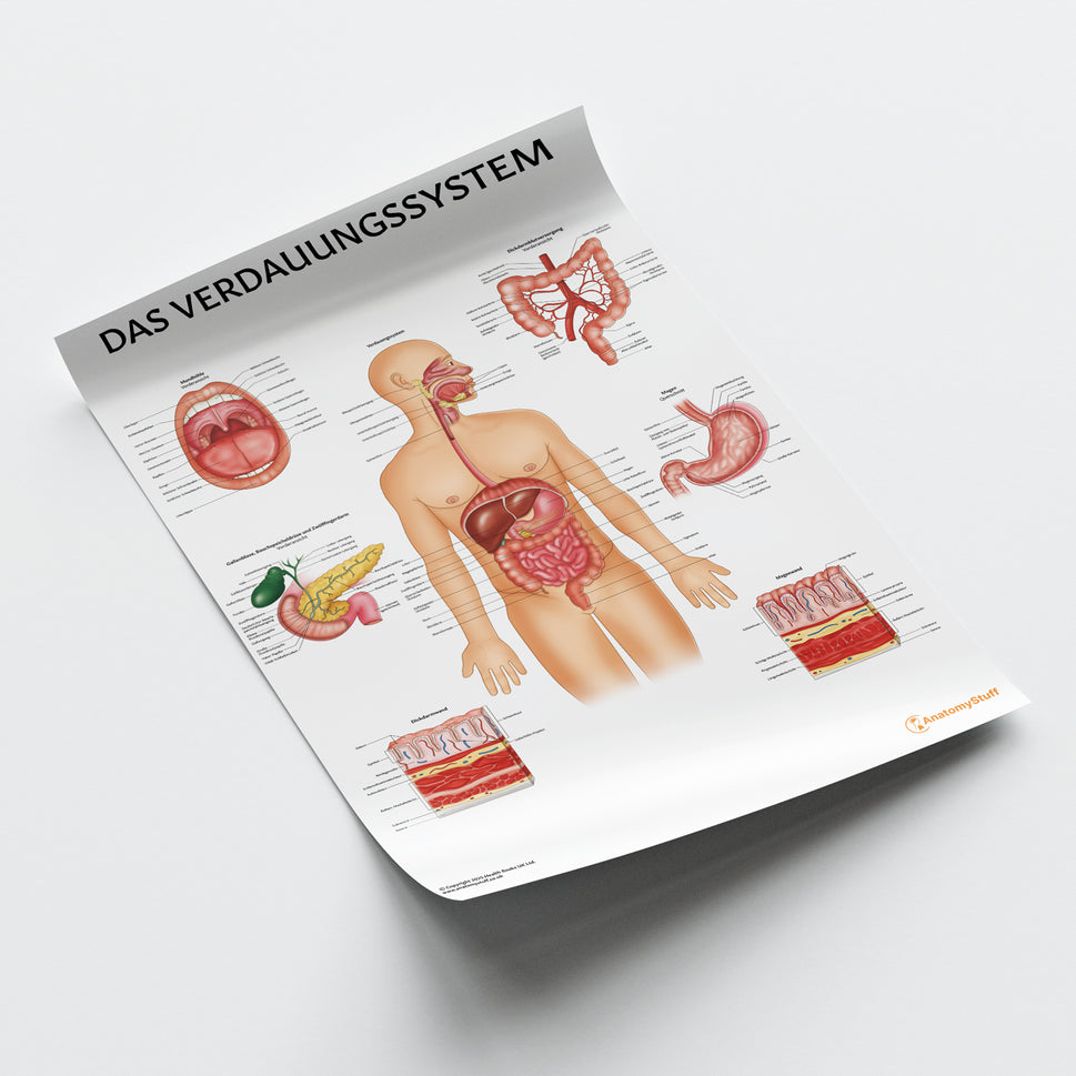 Das Verdauungssystem Chart / Poster - German