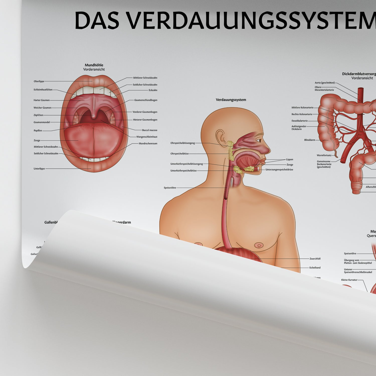 Das Verdauungssystem Chart / Poster - German