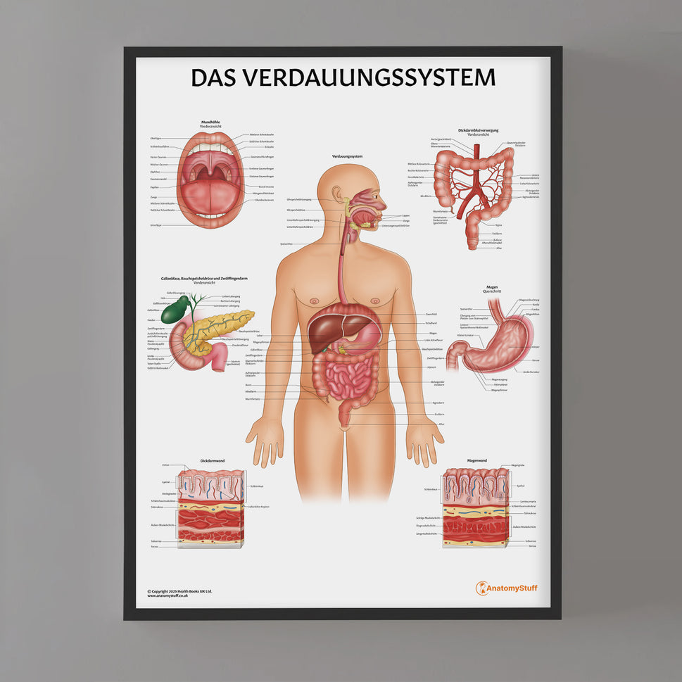 Das Verdauungssystem Chart / Poster - German